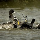 Close combat